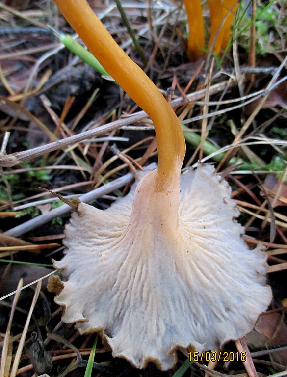 Cantharellus lutescens 7