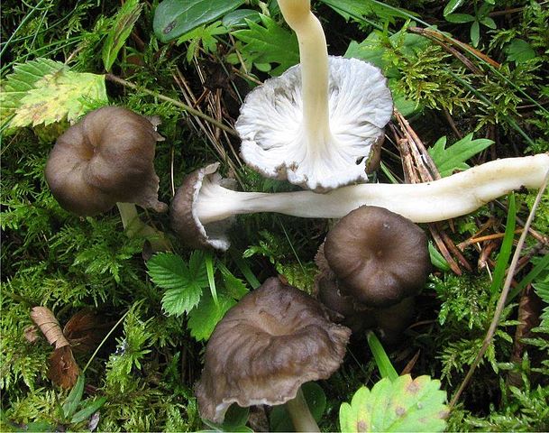 Cantharellus lutescens 4