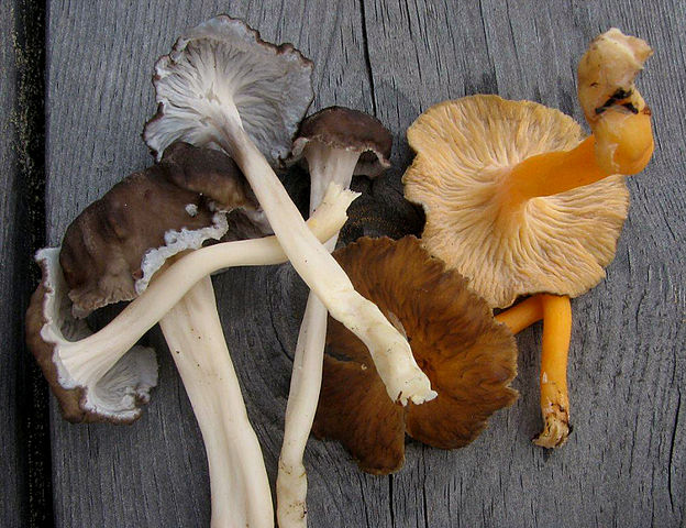 Cantharellus lutescens 5