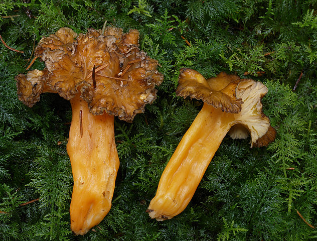 Cantharellus lutescens 2