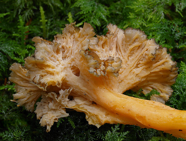 Cantharellus lutescens 1