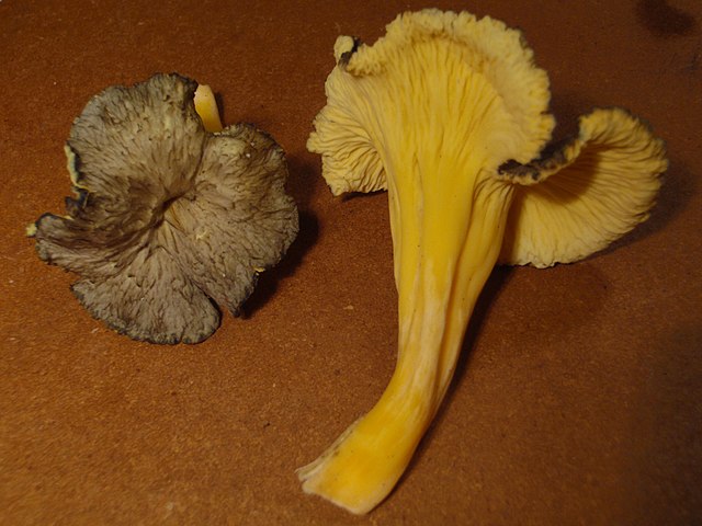 Cantharellus lutescens 3