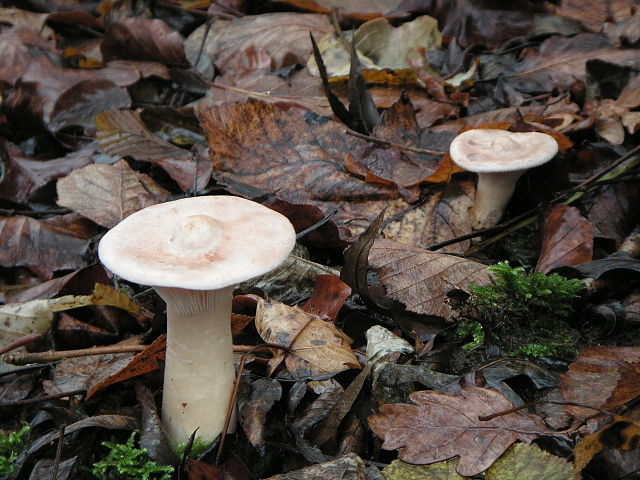 Clitocybe geotropa 2