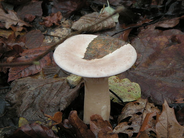 Clitocybe geotropa 4