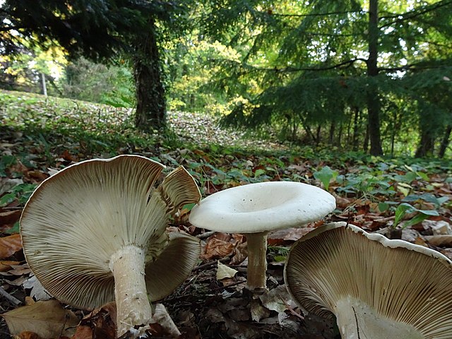 Clitocybe geotropa 6
