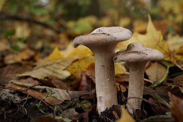 Clitocybe geotropa 7