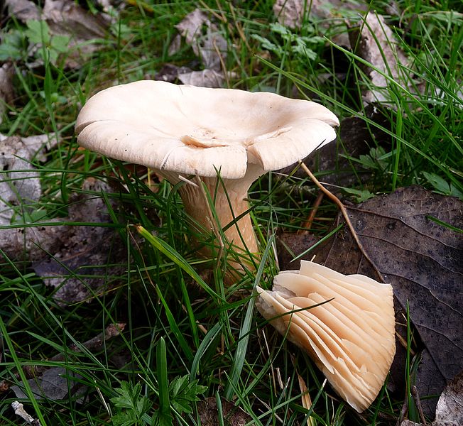 Clitocybe geotropa 0