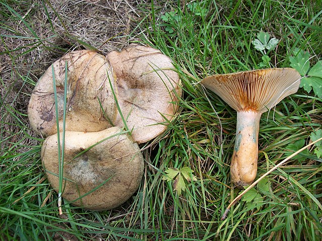 Lactarius quieticolor 7